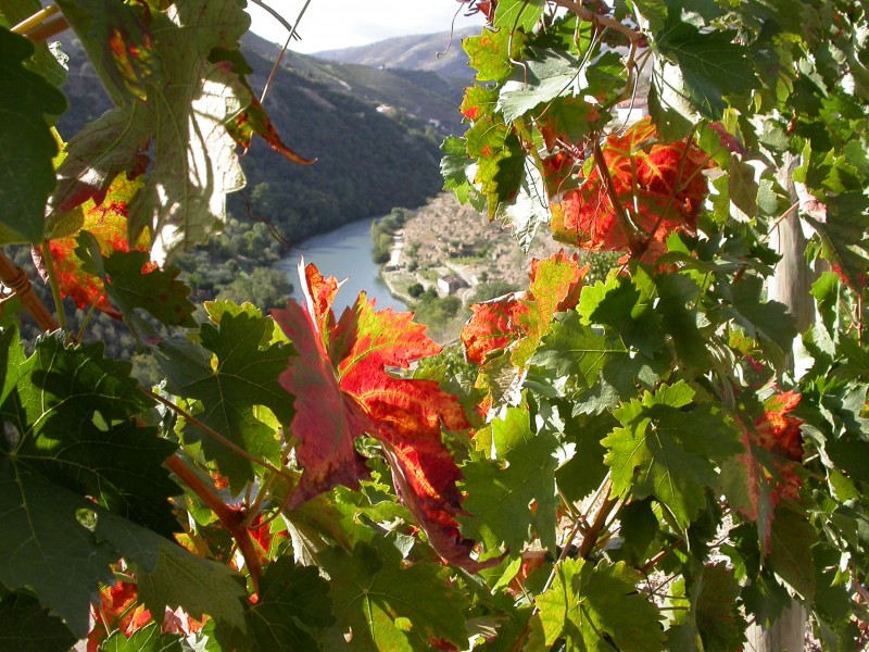 Autumn vineyard leaves overlooking Douro river and mountains