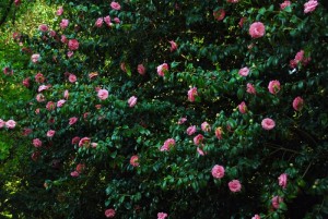Pink Camellias in Villar d'Allen