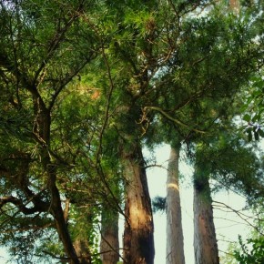 Villar D'Allen Pine Trees