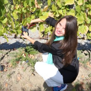 The Perfect Douro Wine Harvest Tour The Perfect Douro Wine Harvest Tour
